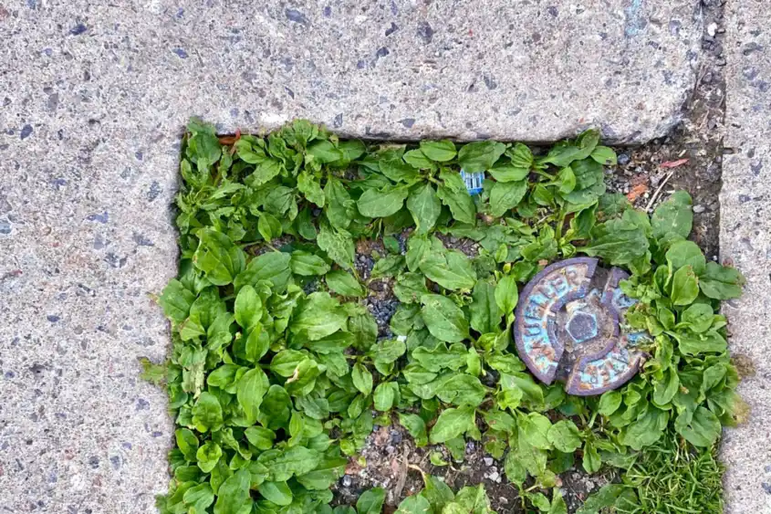 Plants growing through gaps in old paving