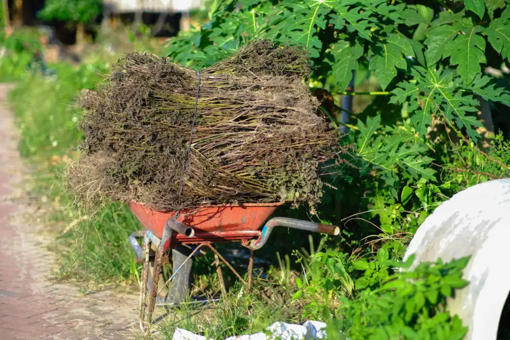 Wheelbarrow loaded with cut grass and waste