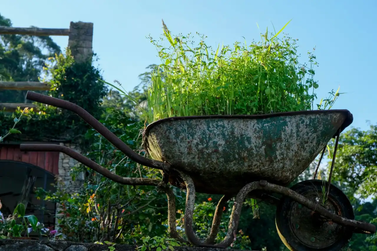 Old wheelbarrow filled with garden clearings