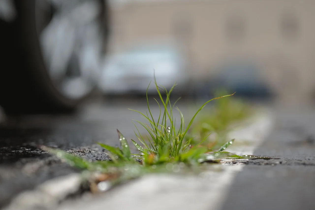 Grass growing through a neglected paved surface