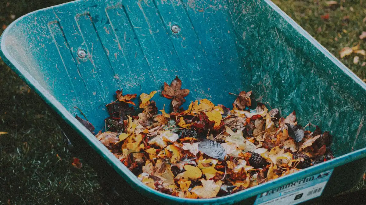 A garden cart filled with autumn leaves during a seasonal yard cleanup