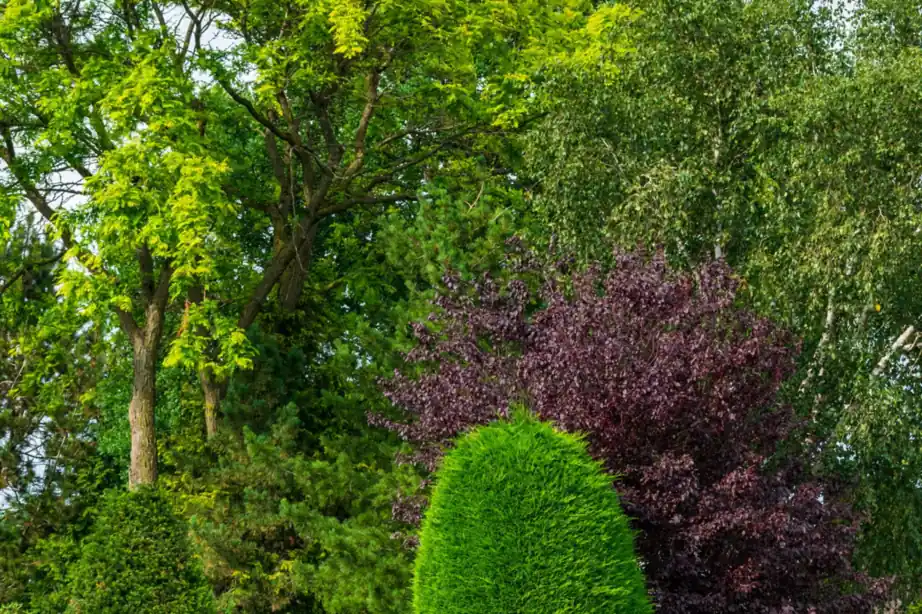 Mixed trees and shrubs