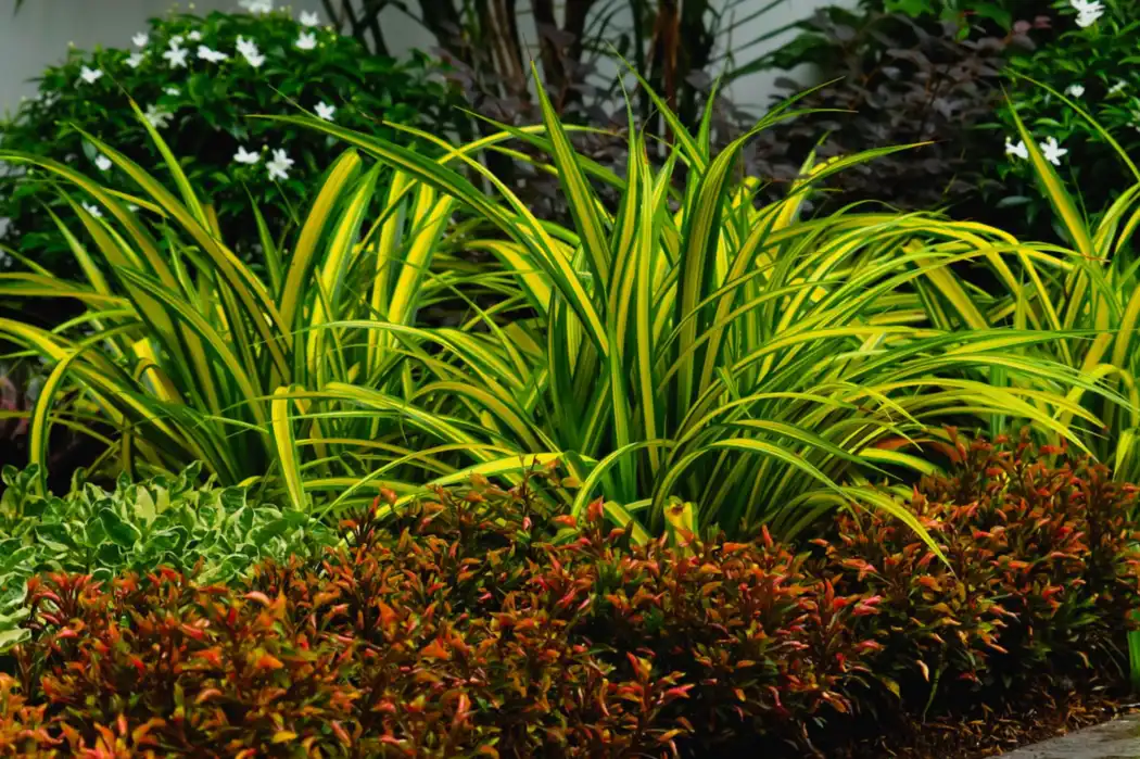 Green and red foliage border