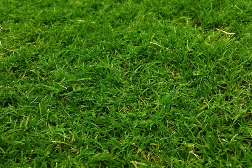 Close lawn turf detail