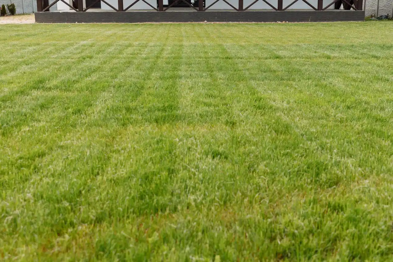 House with freshly mown lawn