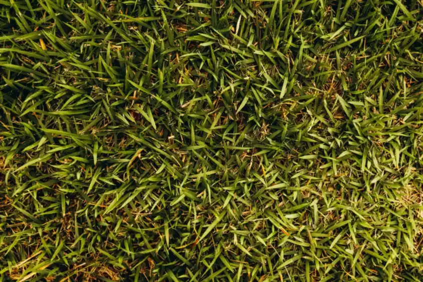 New turf grass