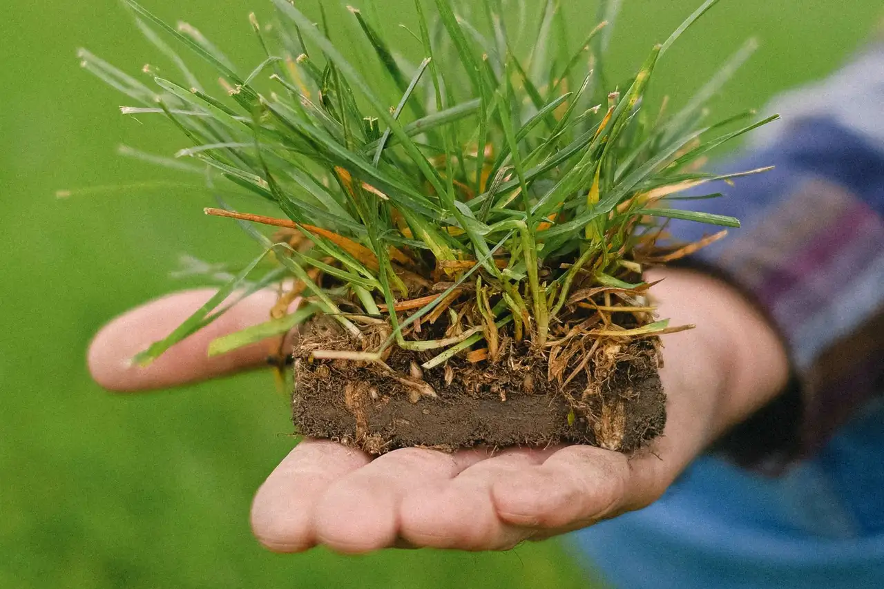 Carrying a piece of turf