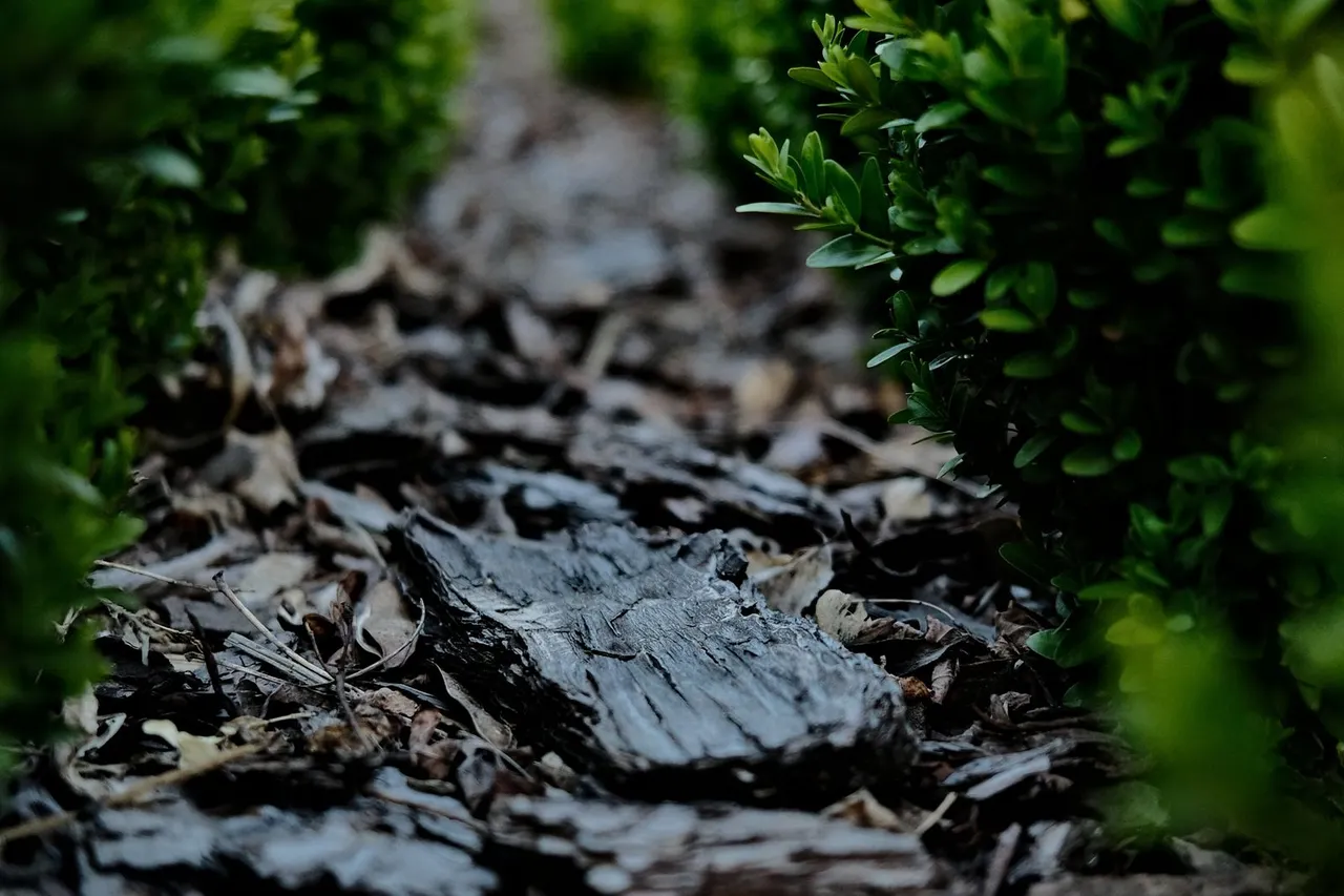 Garden path beside mulch