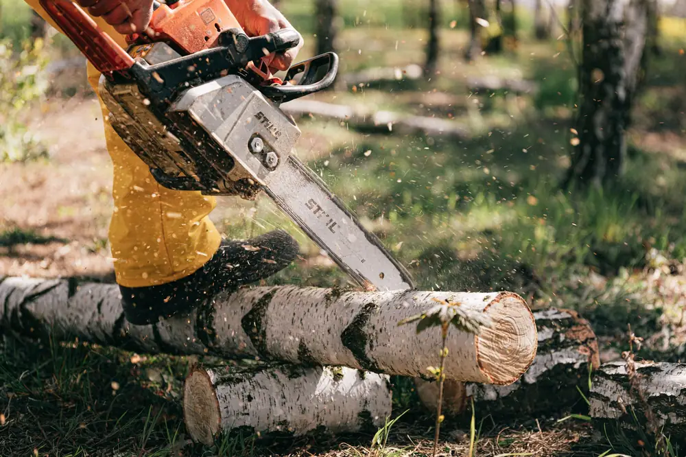 Chainsaw cutting a felled tree into sections
