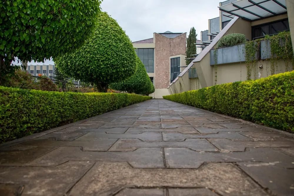 Paver walkway lined with trimmed hedges