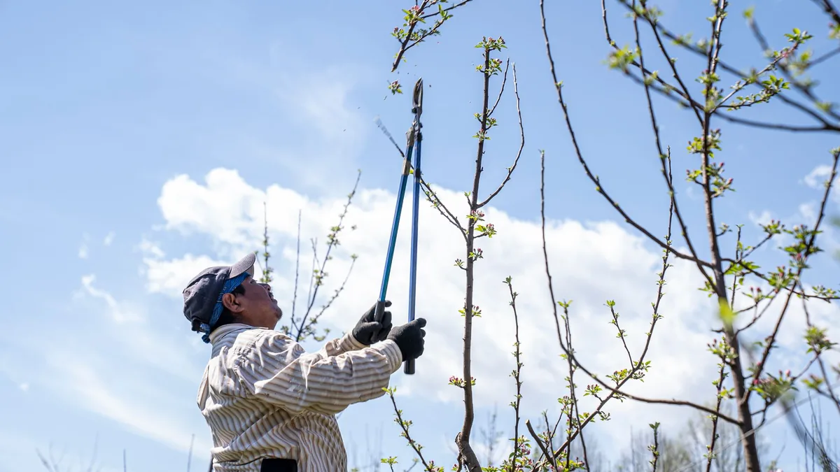 Trimming high tree branches with long-handled loppers