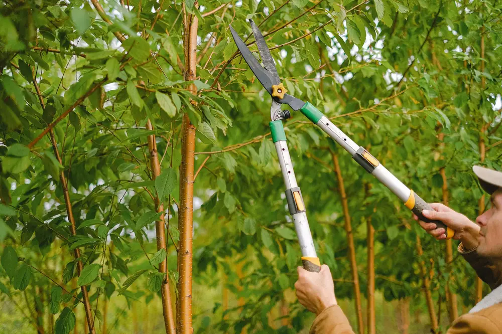 Pruning shears cutting back tree branches